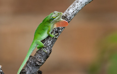 Fototapeta premium lizard with red throat