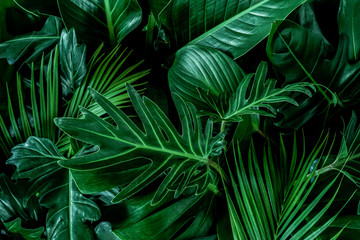 Obraz na płótnie Canvas Monstera green leaves or Monstera Deliciosa in dark tones, background or green leafy tropical pine forest patterns for creative design elements. 
