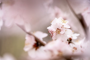 Spring peach blossom apricot sakura  flower