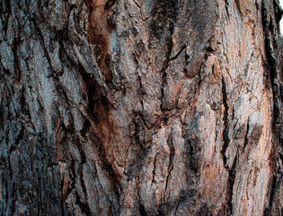 A Tree's Bark
