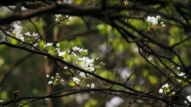 through branch woods view of honey bee collecting pollen and nectar on pear white flower blooming with dark wood background 4k fresh nature of spring season background footage  