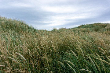 field of wheat