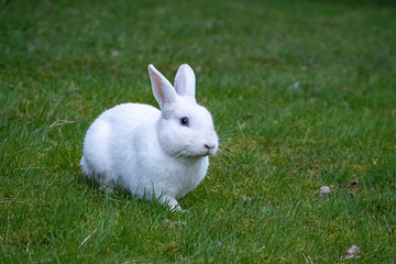 Naklejka premium close up of one cute white rabbit with blue eyes resting on green grass field under the shade