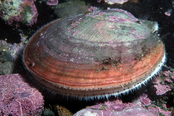 Atlantic Deep-sea scallop underwater in the St. Lawrence River in Canada