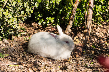 close up of one cute white bunny taking a nap near the green bushes in the park under the afternoon sun