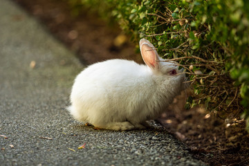 close up of one cute white bunny eating the leaves on green bushes in the park on the road side