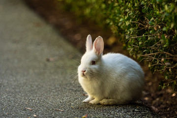 close up of one cute white bunny resting on the road side in the park in front of green bushes
