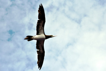 Seabird Brown Booby (Sula leucogaster) flying on the white, cloudy sky background.