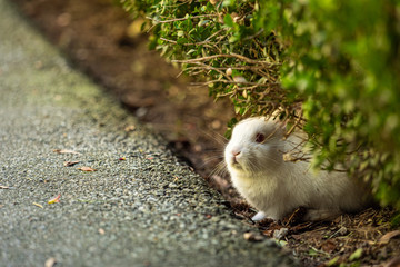 close up of one cute white bunny resting under the green bushes in the park on the road side