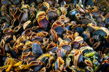 Blue Mussels underwater and filtering water in the St. Lawrence in Canada