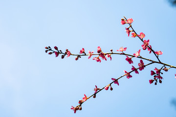 close up of beautiful early spring cherry flowers blooming on the branches with bright blue sky background