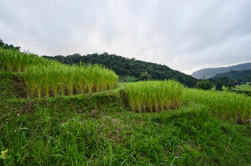 High rice bushes in rice terrace with mountain background