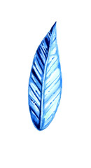 Tropical leaf in blue tones. Illustration drawn with a marker, isolated on a white background, used in the design of postcards packaging and labels of cosmetics. Print on clothes.