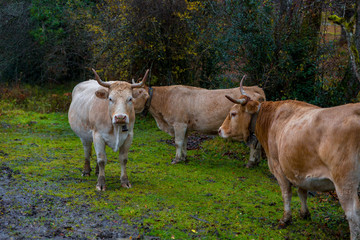 Fototapeta premium Cows grazing in an autumn forest