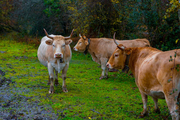 Obraz premium Cows grazing in an autumn forest 