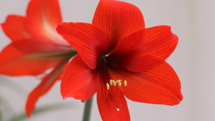 aloe red flower