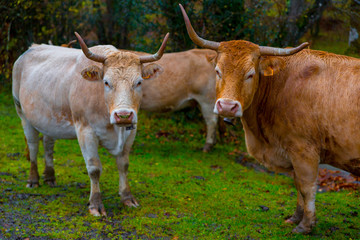 Fototapeta premium Vacas sueltas por el monte