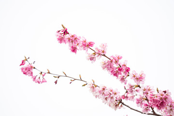 close up of beautiful early spring cherry flowers blooming on the branches with bright sky background