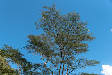 Nest tree in the forest