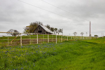 Fototapeta na wymiar Bluebonnets wildflowers along white fence line and barn in background
