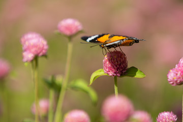 butterfly on a flower