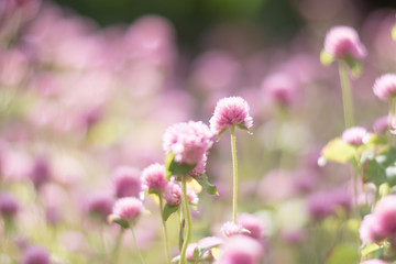 pink flowers in the garden