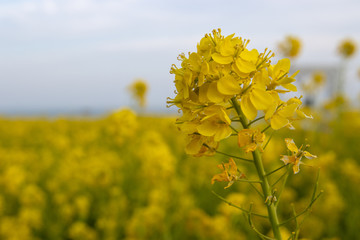 菜の花