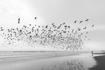Landscape with seagul