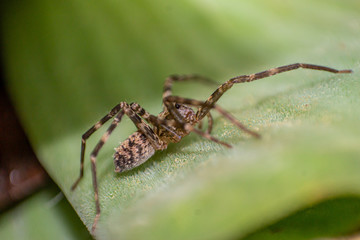 ARAÑA