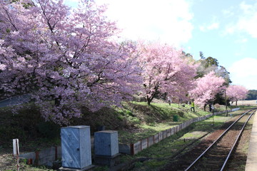 桜