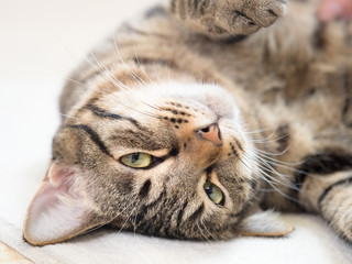 リラックスする飼い猫