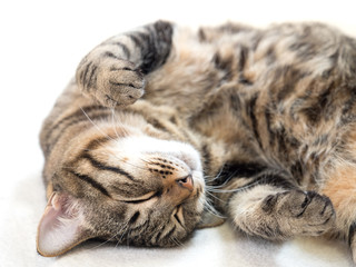 リラックスする飼い猫