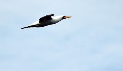 Seabird Masked Booby (Sula dactylatra) flying on the blue sky background. 