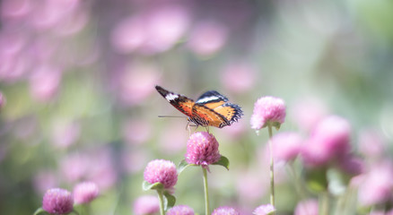 butterfly on a flower
