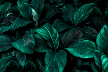 Obraz na płótnie Canvas Cannifolium spathiphyllum's leaf Dark green texture, abstract, nature background, tropical leaf that is hard to disappear