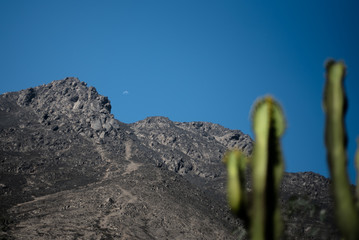 The Cactus and the moon in the desert