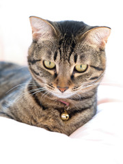 キジトラ模様の飼い猫