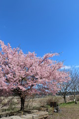 Naklejka premium 桜