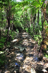 沖縄の森と川