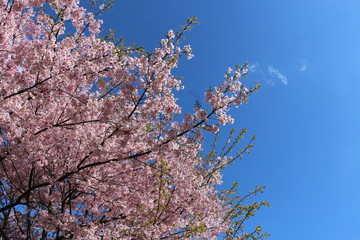 桜