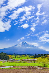 春の朝霧高原、静岡県富士宮市にて
