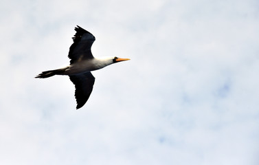 Seabird Masked Booby (Sula dactylatra) flying on the white, cloudy sky background. 