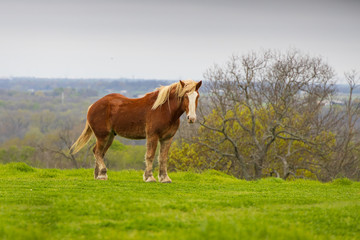 Horse standing in green pasture