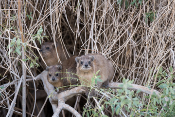 Ein Gedi National Park at Southern Israel