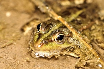 frog close up