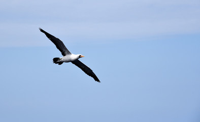 Seabird Masked Booby (Sula dactylatra) flying on the blue sky background. 