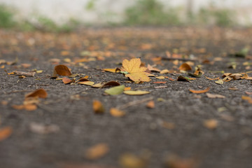 autumn leaves on ground