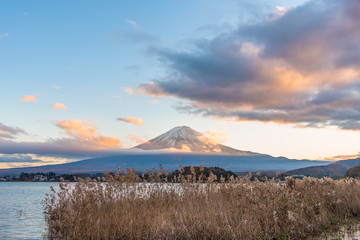 Mount Fuji with grass flowers in foreground, at Kawaguchi Lake (Yamanashi Prefecture, Japan)