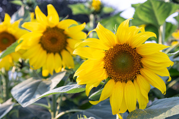 Obraz premium yellow sunflower