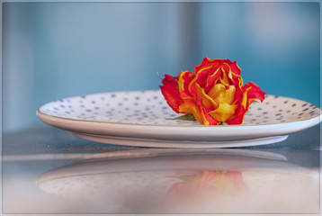Dried orange rose, withered rose flower, romance concept, still life.